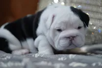 ALfred, a male English Bulldog for sale in Charleston, SC – 8 of 8