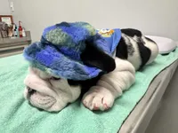 Alfred , a male English Bulldog for sale in Charleston, SC – 5 of 5