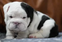 ALfred, a male English Bulldog for sale in Charleston, SC – 4 of 8