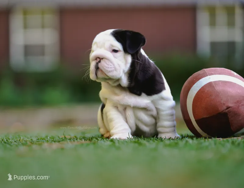 Alfred  – English Bulldog puppy for sale in Charleston, SC