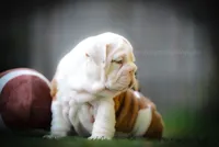 “Louis” , a male English Bulldog for sale in Charleston, SC – 5 of 6