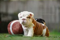 “Louis” , a male English Bulldog for sale in Charleston, SC – 4 of 6