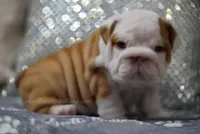 Poogan, a female English Bulldog for sale in Charleston, SC – 5 of 9