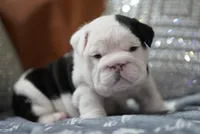 ALfred, a male English Bulldog for sale in Charleston, SC – 6 of 8