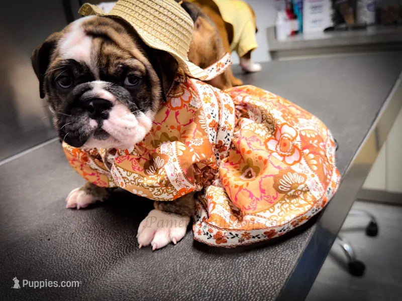 Abigail  – English Bulldog puppy for sale in Summerville, SC