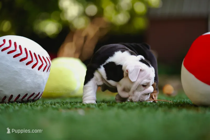 Iron Rose – English Bulldog puppy for sale in Charleston, SC