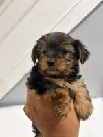 Summer, a female Yorkshire Terrier for sale in Darby, PA – 2 of 4