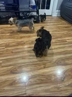 Summer, a female Yorkshire Terrier for sale in Darby, PA – 4 of 4