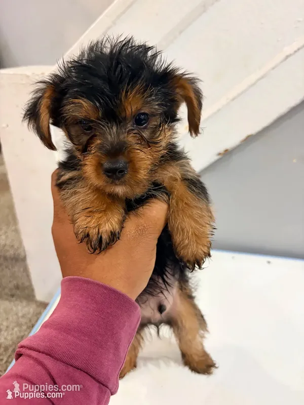 Nori – Yorkshire Terrier puppy for sale in Darby, PA