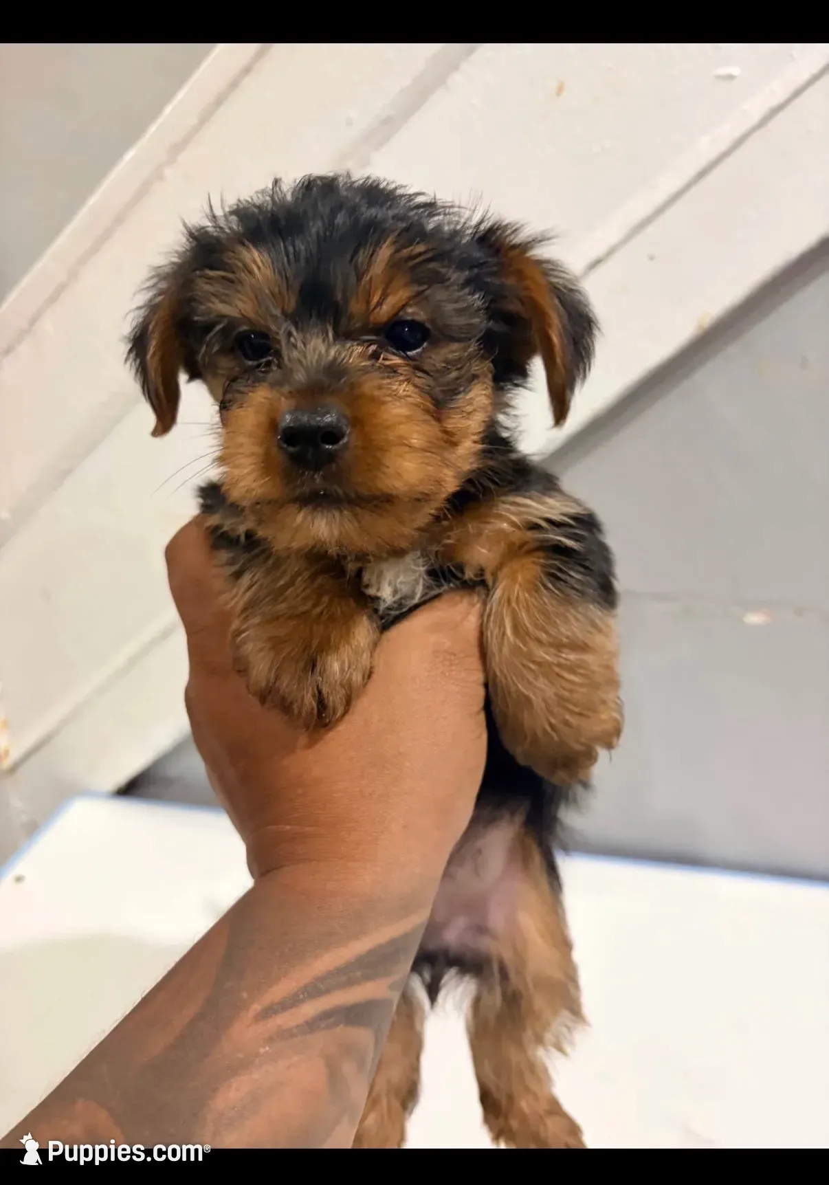 Nori, a male Yorkshire Terrier for sale in Darby, PA – 3 of 5