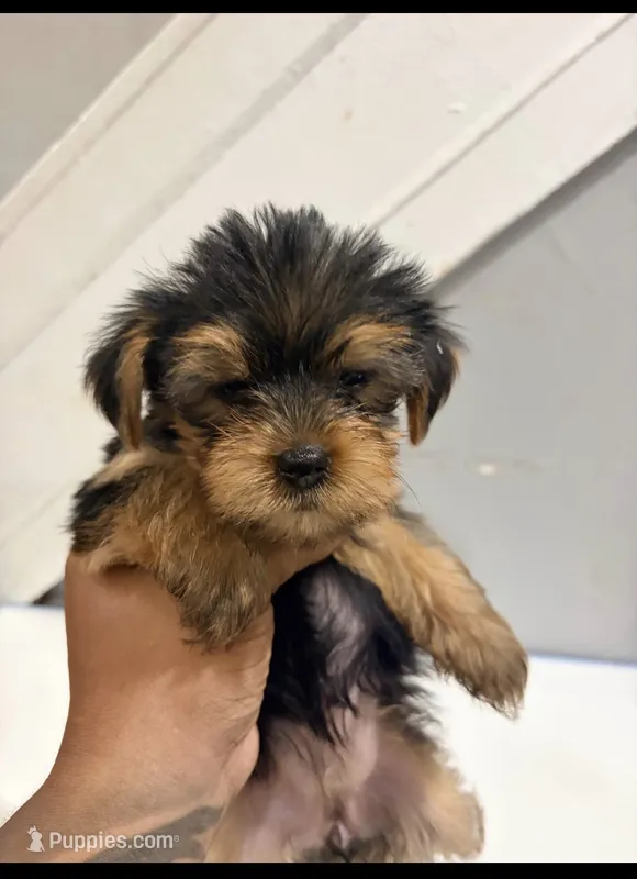 Cardi – Yorkshire Terrier puppy for sale in Darby, PA
