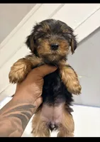 Cardi, a female Yorkshire Terrier for sale in Darby, PA – 3 of 5