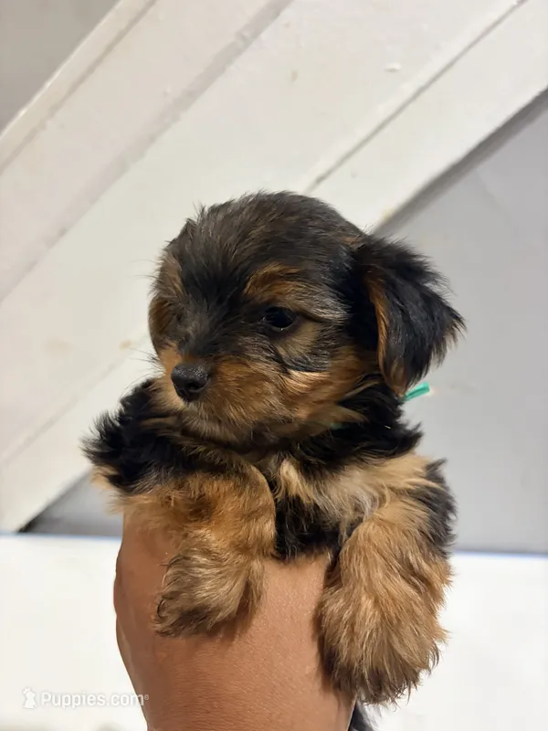 Summer – Yorkshire Terrier puppy for sale in Darby, PA