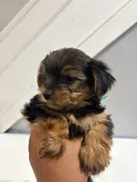 Summer, a female Yorkshire Terrier for sale in Darby, PA – 1 of 4