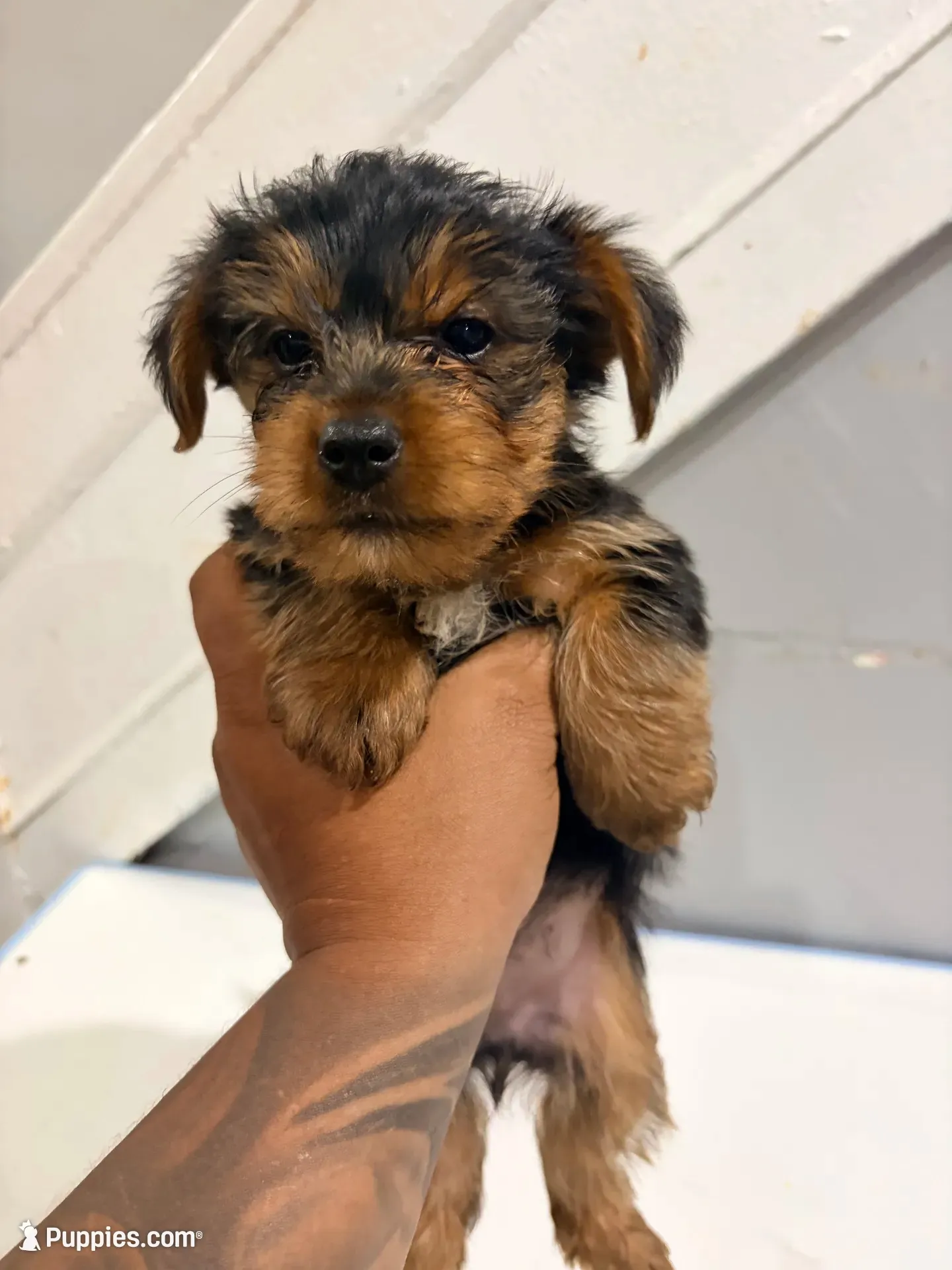 Nori, a male Yorkshire Terrier for sale in Darby, PA – 2 of 5