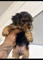 Cardi, a female Yorkshire Terrier for sale in Darby, PA – 2 of 5