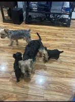 Nori, a male Yorkshire Terrier for sale in Darby, PA – 4 of 5