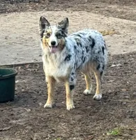 Bailey, a female Australian Shepherd for sale in Brazoria, TX – Photo 1 of 6