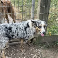 Bailey, a female Australian Shepherd for sale in Brazoria, TX – Photo 5 of 6