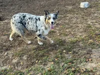 Bailey, a female Australian Shepherd for sale in Brazoria, TX – Photo 2 of 6