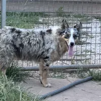 Bailey, a female Australian Shepherd for sale in Brazoria, TX – Photo 6 of 6