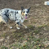 Bailey, a female Australian Shepherd for sale in Brazoria, TX – Photo 4 of 6