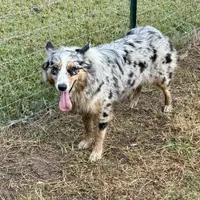 Bailey, a female Australian Shepherd for sale in Brazoria, TX – Photo 1 of 6