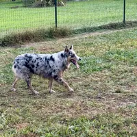 Bailey, a female Australian Shepherd for sale in Brazoria, TX – Photo 2 of 6