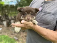 Koa , a male Pomsky for sale in Brazoria, TX – 3 of 9