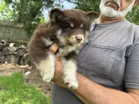 Enzo, a male Pomsky for sale in Brazoria, TX – 4 of 8