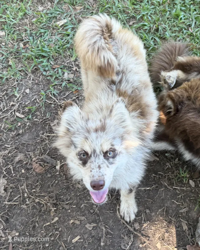 Hazel  – Pomsky puppy for sale in Brazoria, TX