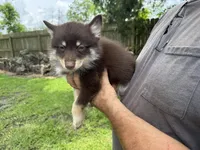 Remy, a male Pomsky for sale in Brazoria, TX – 3 of 8