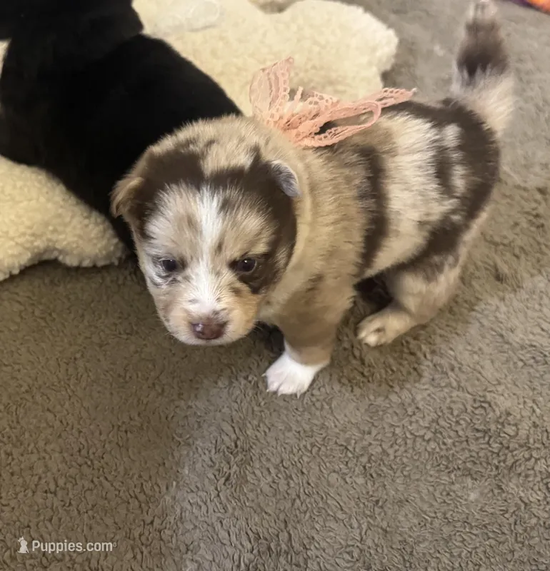 Winsley, a female Pomsky for sale in Brazoria, TX – Photo 1 of 7