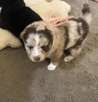 Winsley, a female Pomsky for sale in Brazoria, TX – Photo 1 of 7