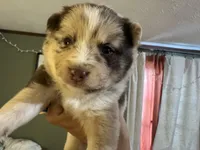 Winsley, a female Pomsky for sale in Brazoria, TX – Photo 6 of 7