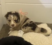 Winsley, a female Pomsky for sale in Brazoria, TX – Photo 2 of 7