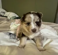 Winsley, a female Pomsky for sale in Brazoria, TX – Photo 4 of 7