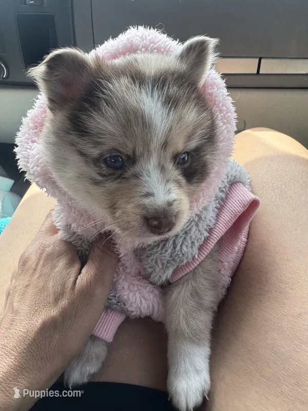 Winsley – Pomsky puppy for sale in Brazoria, TX