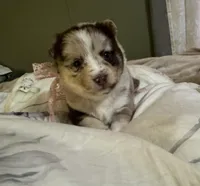 Winsley, a female Pomsky for sale in Brazoria, TX – Photo 3 of 7