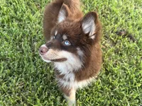 Enzo, a male Pomsky for sale in Brazoria, TX – 2 of 7