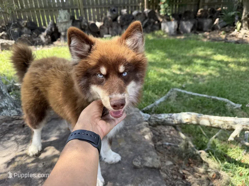 Enzo – Pomsky puppy for sale in Brazoria, TX