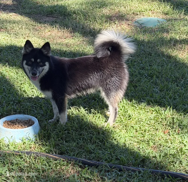Whitney  – Pomsky puppy for sale in Brazoria, TX