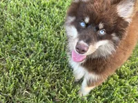 Enzo, a male Pomsky for sale in Brazoria, TX – 4 of 7