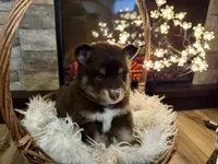 Koa , a male Pomsky for sale in Brazoria, TX – 4 of 9