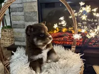 Koa , a male Pomsky for sale in Brazoria, TX – 3 of 9
