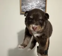Koa , a male Pomsky for sale in Brazoria, TX – 6 of 9