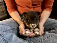 Koa , a male Pomsky for sale in Brazoria, TX – 5 of 9