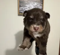 Koa , a male Pomsky for sale in Brazoria, TX – 9 of 9