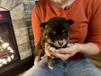 Koa , a male Pomsky for sale in Brazoria, TX – 2 of 9