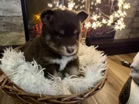 Koa , a male Pomsky for sale in Brazoria, TX – 1 of 9